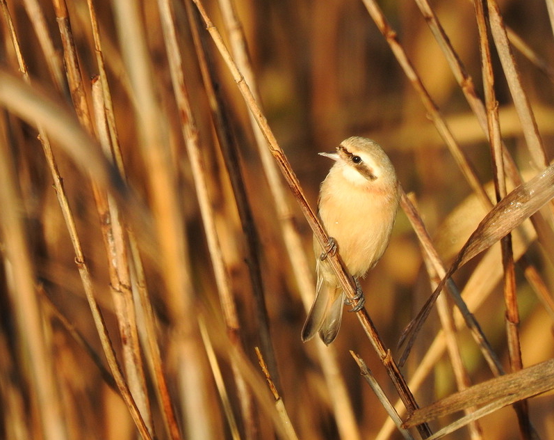 Chinese Penduline Tit is an uncommon winter visitor to seedbeds in the Izumi area © Mark Brazil